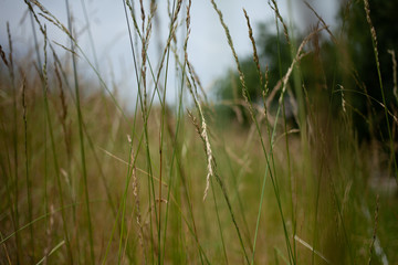 Green background of grass, bushes and trees in the Park.