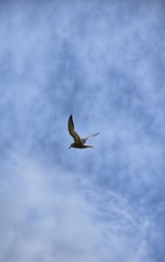 flying