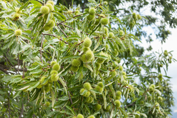 chestnut tree in the early season