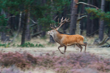Panning shot of a red deer stag running in the rutting season in Hoge Veluwe National Park in the Netherlands