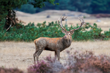 Red deer stag standing on a field with heather in the forest  in rutting season in Hoge Veluwe National Park in the Netherlands
