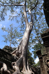 Banian du temple Ta Prohm à Angkor, Cambodge