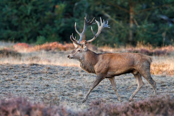 Red deer stag walks on a field with heather in the forest in the rutting season in Hoge Veluwe National Park in the Netherlands