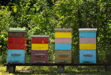 Colorful beehives and flying bees in apiary near acacia forest. Natural backround.  Apiculture...