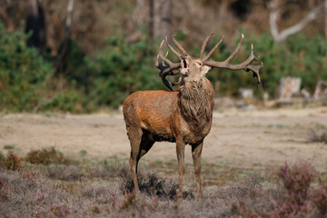 Red deer stag bellowing on a field with heather in the forest in the rutting season in Hoge Veluwe...