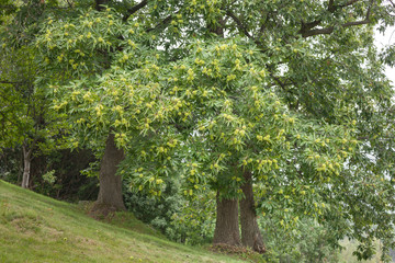 Obraz premium chestnut tree in the early season