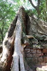 Banian du temple Ta Prohm à Angkor, Cambodge