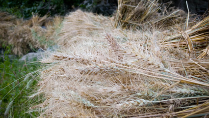 A close up of dry hays on the edge