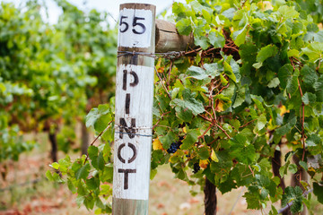 Pinot Noir Grapevine in Yarra Valley Australia