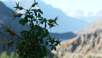 A close up of flowers and mountain view