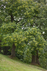 chestnut tree in the early season