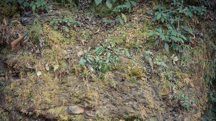 A close up of green leaves on ground