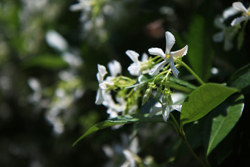 Dettagli in primo piano di fiori appena sbocciati da una profumatissima siepe di Trachelospermum...