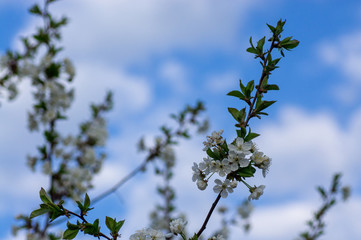 Branches of blossoming apricot macro