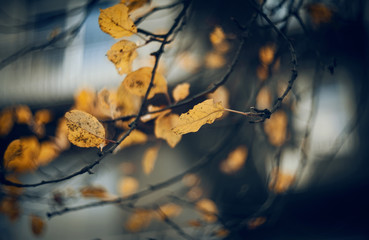 Autumn background with birch branches