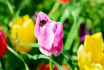 Red and yellow tulips and a bee pollinating