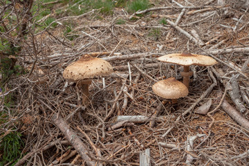 mushrooms (macrolepiota procera) grown up inside a forest in Dolomites