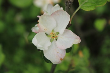 Spring flowering in a city forest park