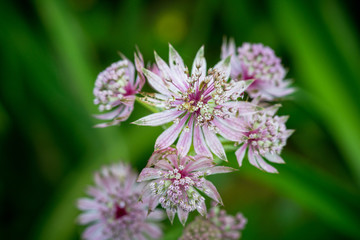 Blooming Astrantia in the garden. Selective focus. Shallow depth of field.