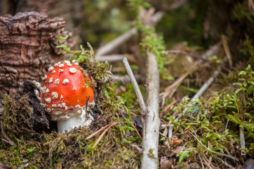 Young Amanita Muscaria grown up inside a forest in Dolomites (Italy)