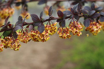 Red-leafed barberry blooms with beautiful yellow flowers.