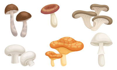 Edible Forest Mushrooms or Toadstools with Stem and Cap Isolated on White Background Vector Set