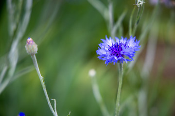 京都ぶらり、裏の矢車菊