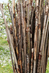 Obraz premium Dry wooden pegs. The farm is useful!