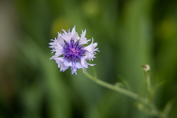 京都ぶらり、裏の矢車菊