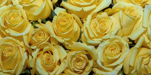 Obraz na płótnie Canvas Background of beautiful flowers. rosebud. Design. Сlose up.