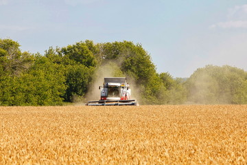 Fototapeta premium Combine harvester working in a very wide wheat field