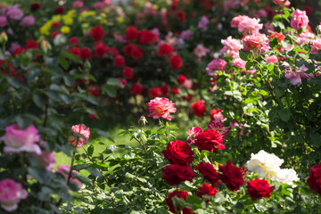 Chinese rose in full bloom