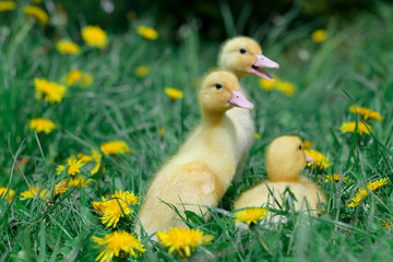 Little fluffy yellow ducklings calling their mother