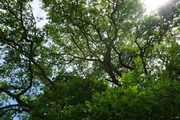 Fototapeta na wymiar Tree top with sunshine