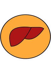 Liver filled outline icon, medicine and healthcare, human organ sign, a colorful line pattern on a white background.  World Hepatitis Day, World Liver Day.