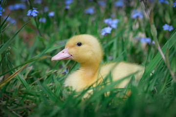 Charming yellow duckling in the grass among forget-me-nots