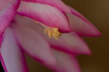 Close up of pink flower