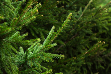 Fir branch on a green Christmas background