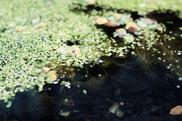 nenufar in the waterbodies, the flora in the pond, water lilies and other plants living in the water