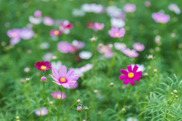 Fototapeta premium Shallow pink flowers and a blurred green background