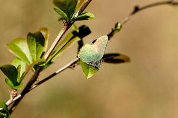 Nature