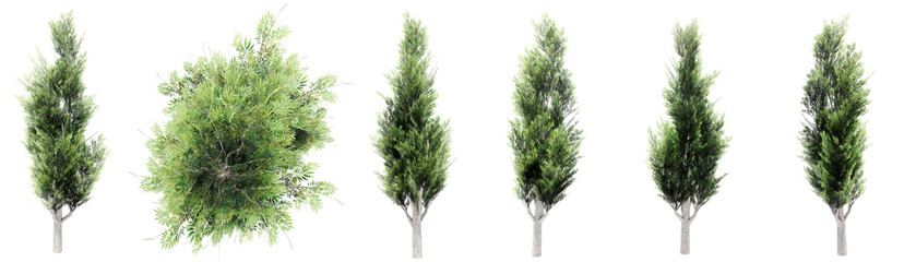 Set or collection of green yeg trees isolated on white background. Concept or conceptual 3d illustration for nature, ecology and conservation, strength and endurance, force and life