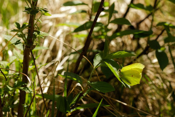 Nature