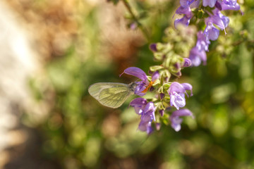 Nature