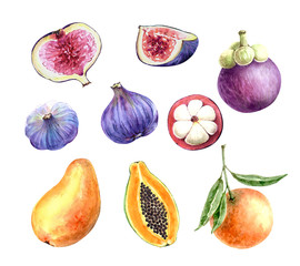 exotic fruits, set of watercolor illustrations on a white background
