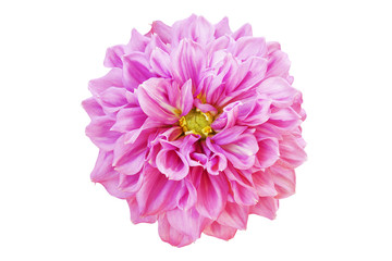 Blooming Pink Dahlia Flower Isolated on White Background
