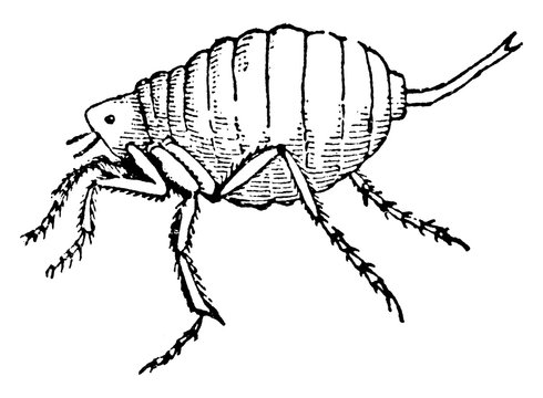 Chigoe Flea (Male), vintage illustration.