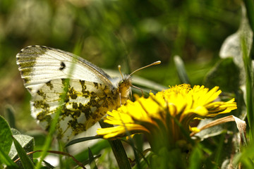 Nature