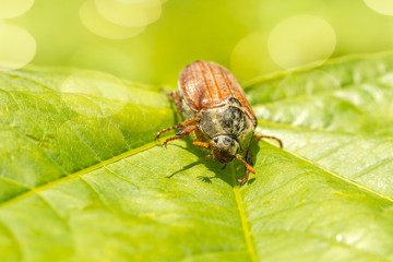 Common cockchafer also known as a May bug on maple leaf