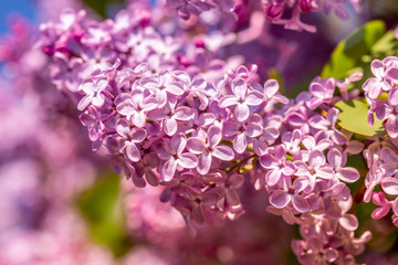 Lilac begins to bloom